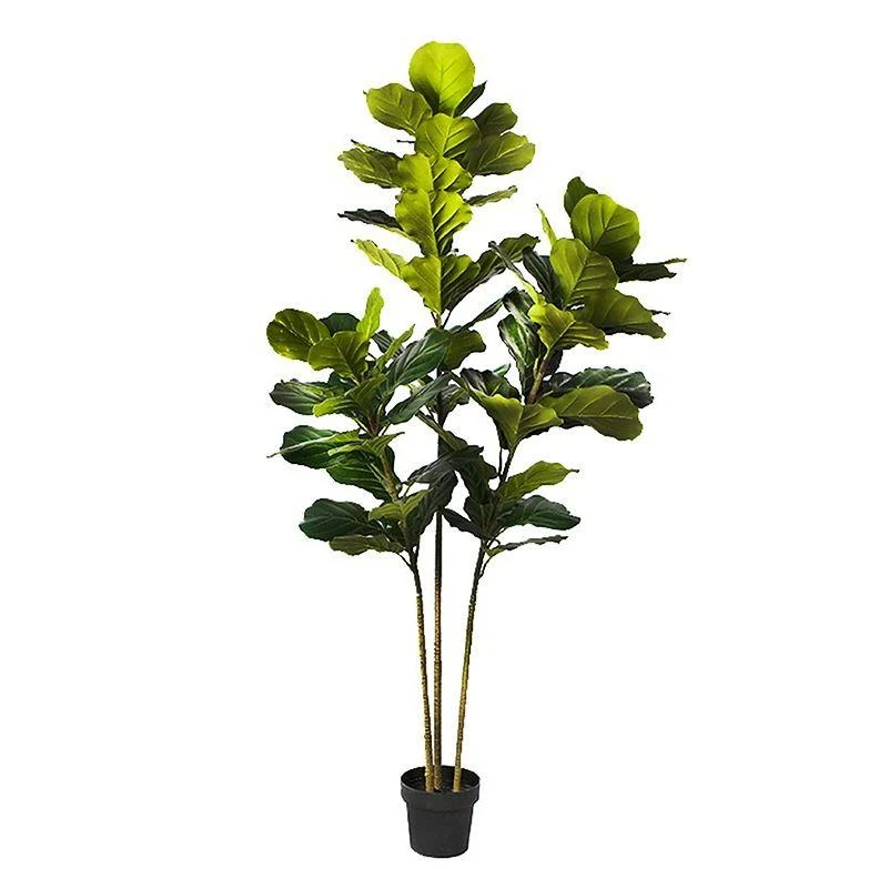 Organic Fiddle Leaf Fig Faux Plant 200cm 78.74 Classic