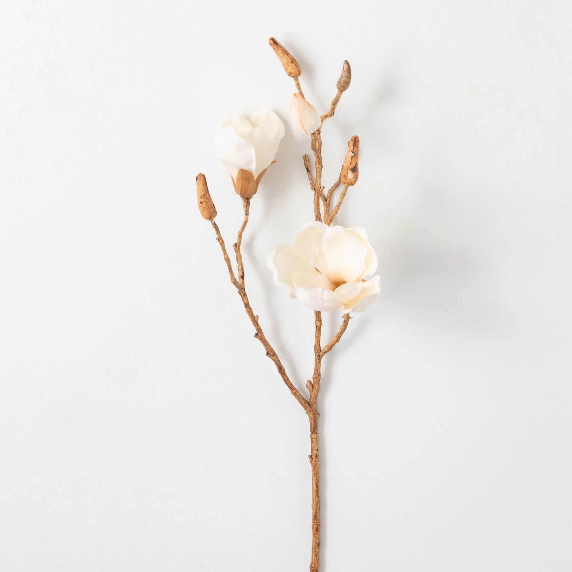 High-Grade 27 Cream Blooming Magnolia Branch Premium