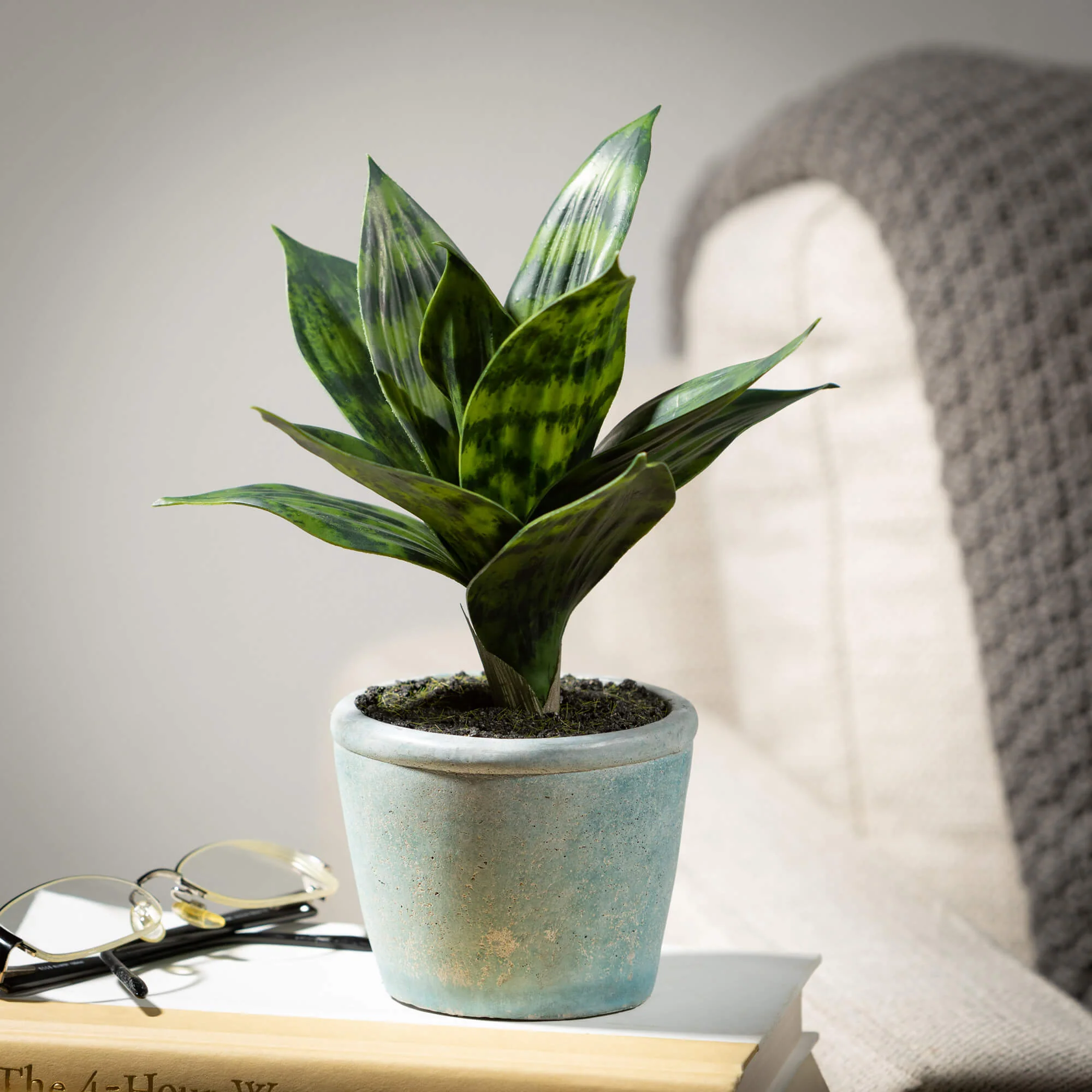 Lightweight Potted Sansevieria Refined