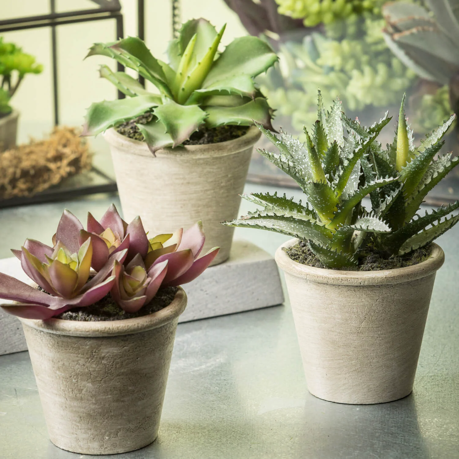 Exceptional Small Potted Succulents Verified
