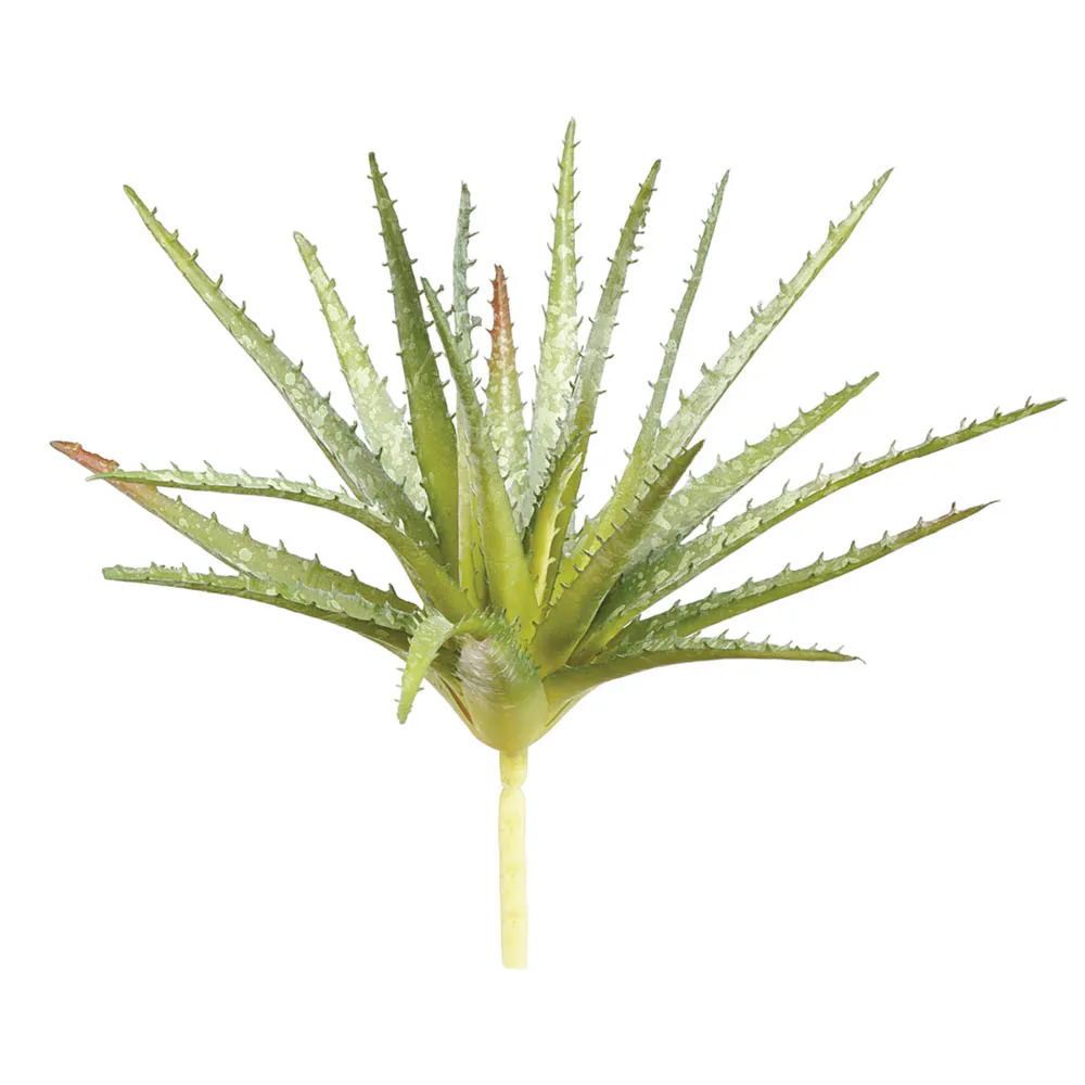 Top-Quality Aloe 11in Stylish