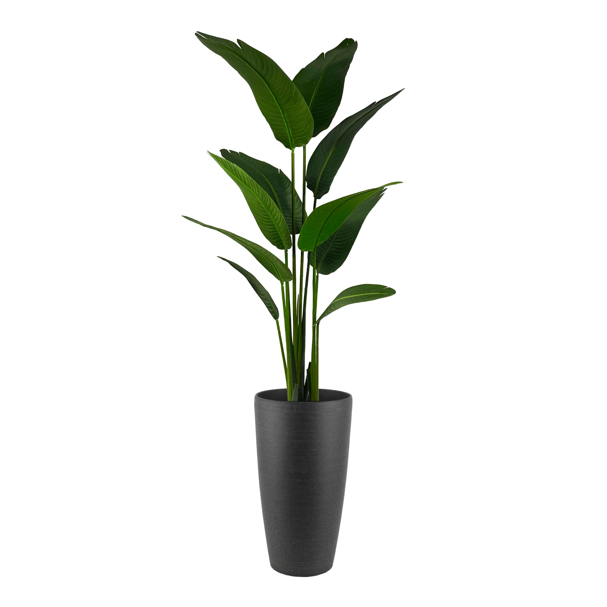 Genuine Potted Palm Travellers 7ft x2 in Enna Curved Rectangle Fiberclay Planter Black 30in Large Dependable