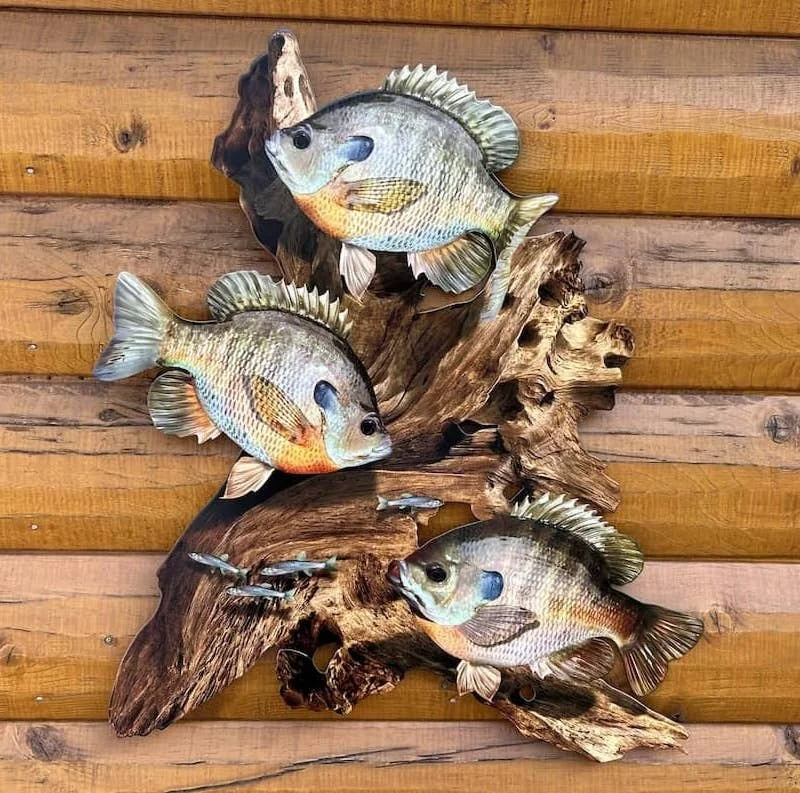 Organic Bluegill Replica Driftwood Scene Rustic Home Decor 2D Metal Premium Material