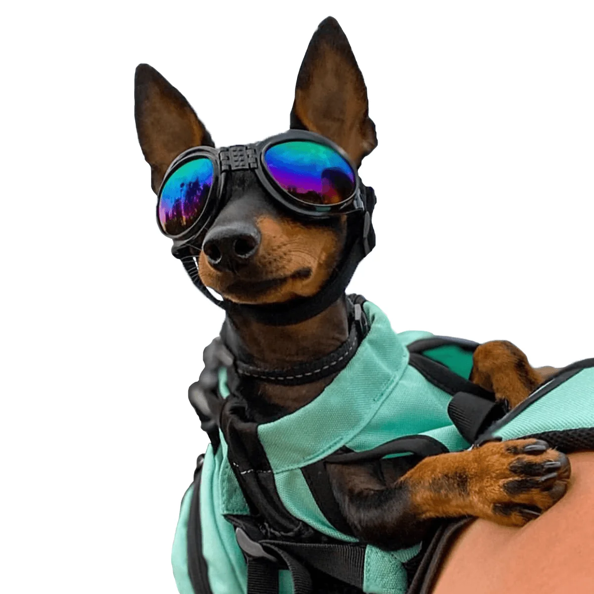 Traditional K9 Sport Shades - Dog Goggles Responsible