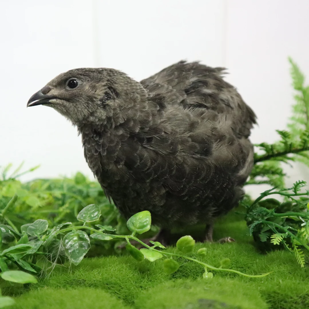 Fast Black Quail Hatching Eggs - Pure Breed I for Aviary Hobbyists Breeders Unique