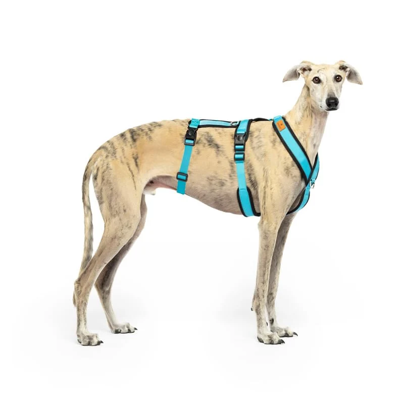 Pure CandyPet 3-Point Anti-Escape Harness for Sighthounds – Breathable Neoprene Anti-Pull Safe Fit Blue XXL Luxury