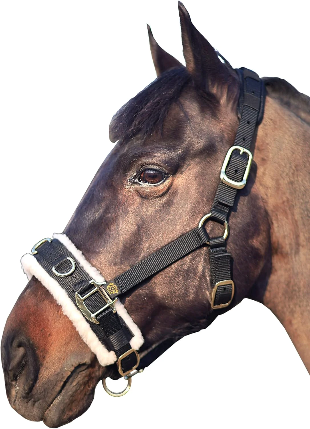 Specialty T TEKE Lunge Cavesson with Fleece Lined Nose Band and Crown Practical