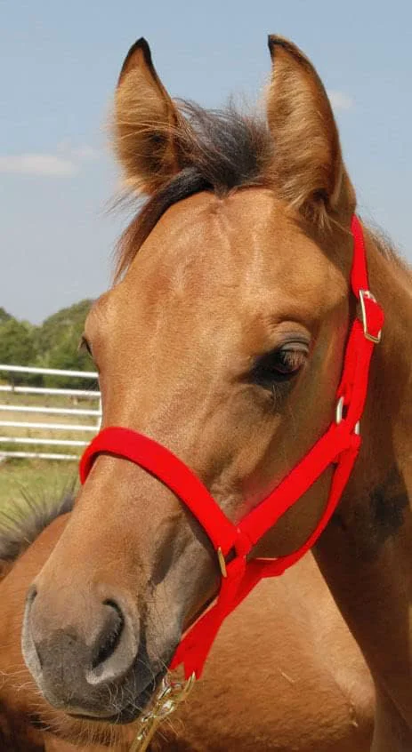 Soft Jeffers Pony Halter 21 Color Red Eco-Friendly