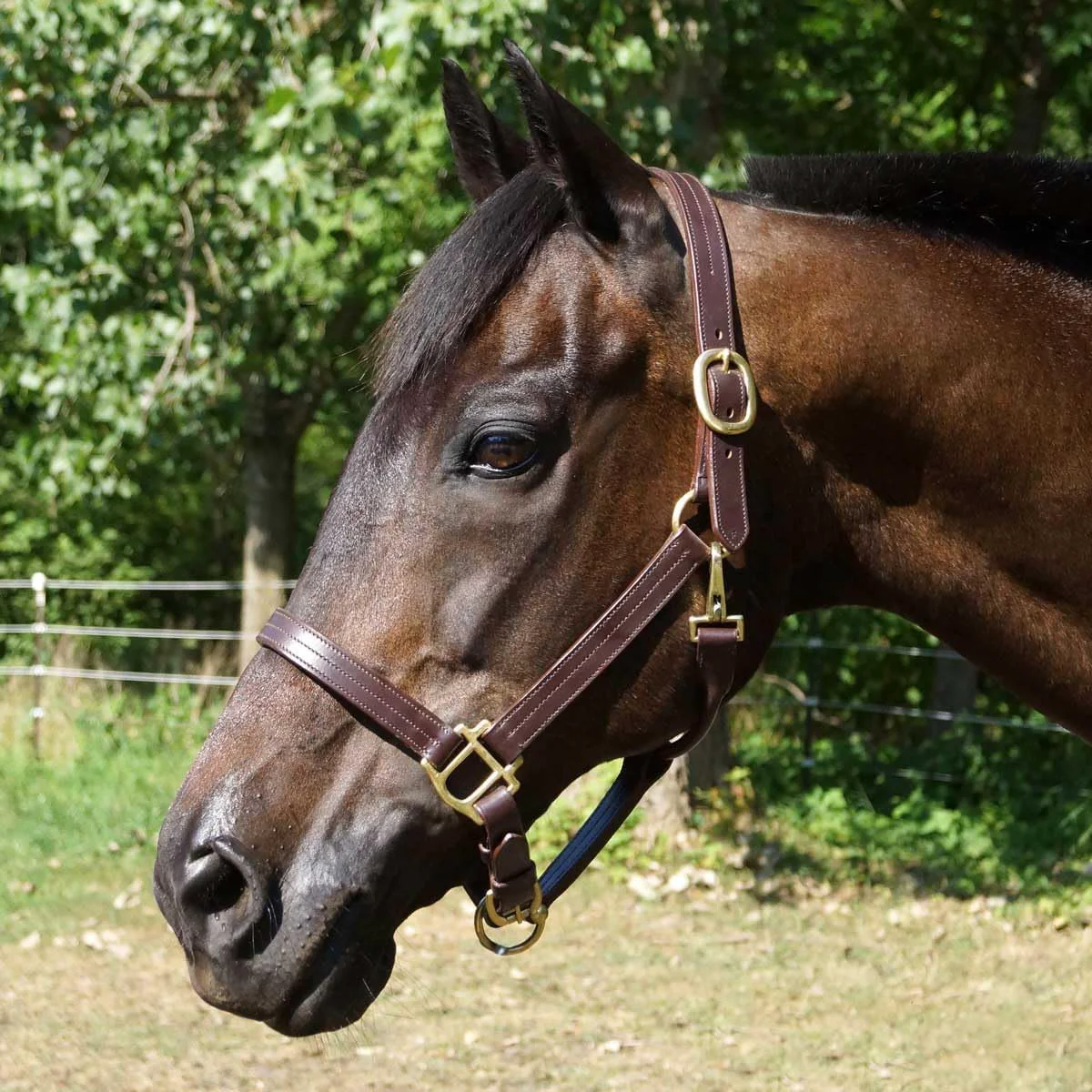 Carefully Designed Country Pride Fairfield Triple Stitched Leather Halter Proven