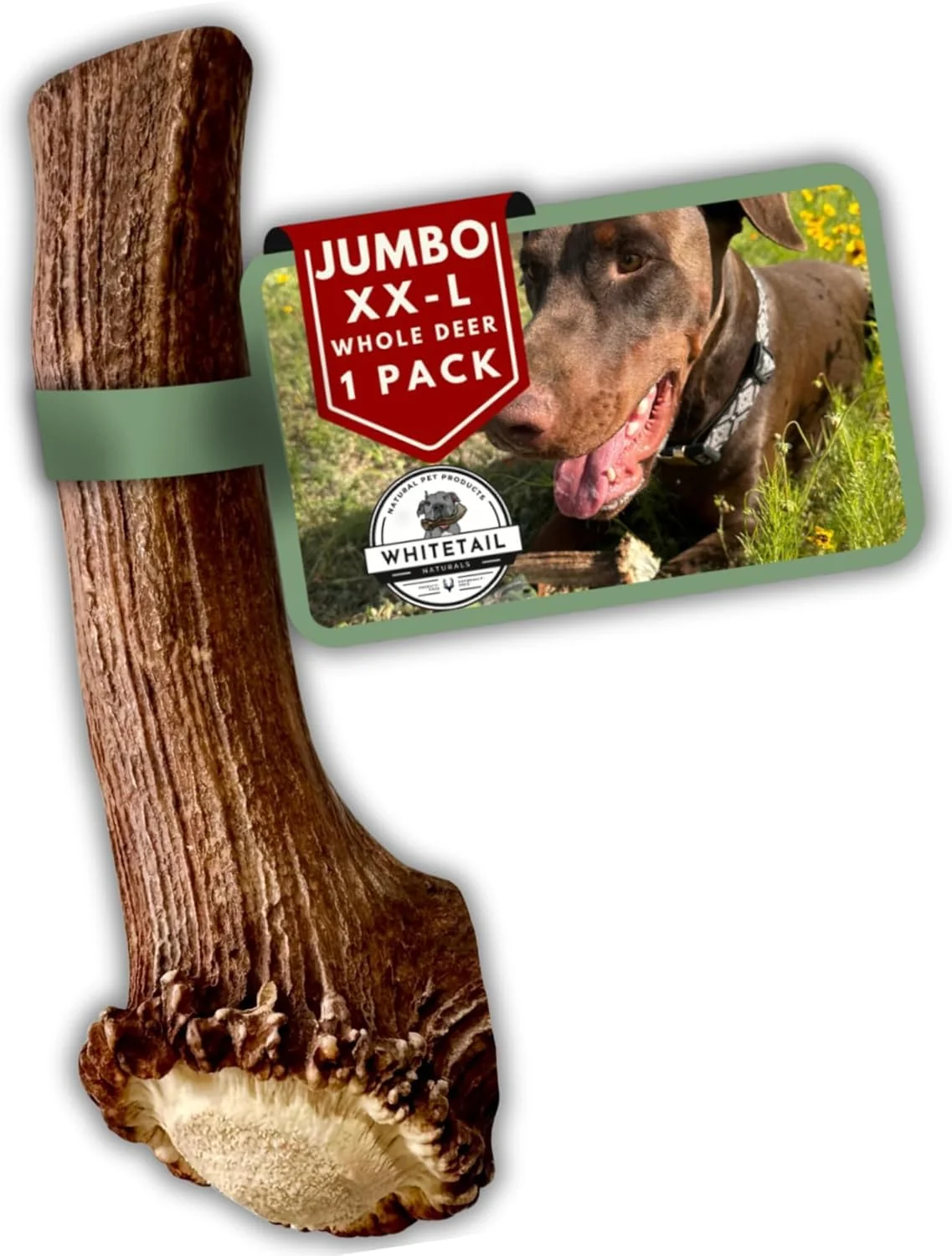 Powerful WhiteTail Naturals Deer Antlers for Extra Large Dogs — Jumbo XXL Naturally Shed Long-Lasting Chew High-End