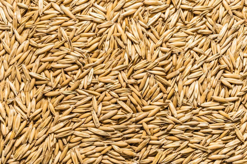 Soft Thunder Acres Non GMO Organic Oat Seed 2 lb. Solid