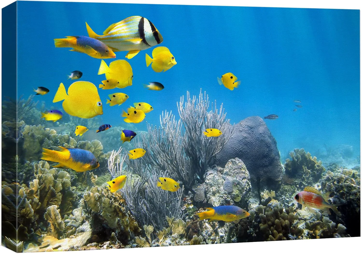 Fast wall26 Canvas Print Wall Art Yellow School of Fish with Blue Coral Reef Nature Ocean Photography ism Nautical Scenic Relax Calm Multicolor Ultra for Living Room Bedroom Office - 16 x24 Crafted