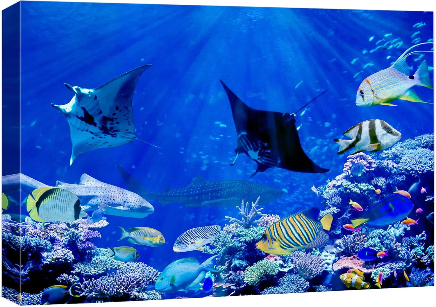 Soft wall26 Canvas Print Wall Art Vibrant Sunlight Ray Ocean Shark Fish Reef Nature Animals Photography ism Rustic Scenic Landscape Wilderness Earth for Living Room Bedroom Office - 32 x48 Selected