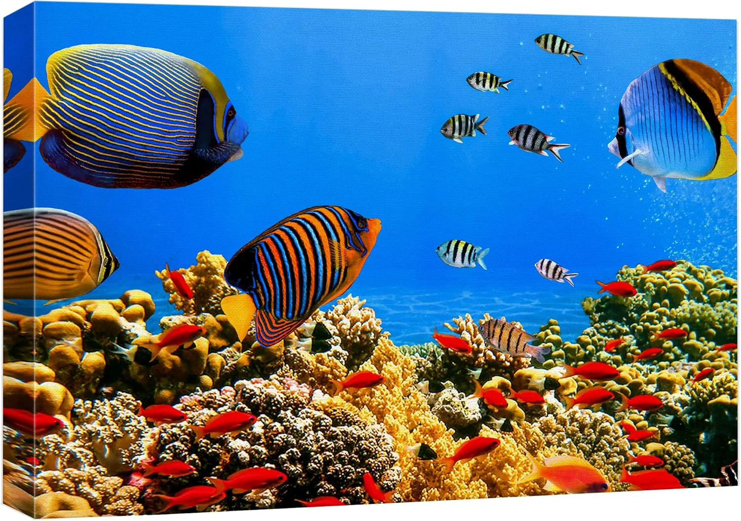 Pure wall26 Canvas Print Wall Art Tropical Island Underwater Fish Red Anemone Nature Animals Photography ism Rustic Scenic Landscape Wilderness Colorful for Living Room Bedroom Office - 32 x48 Fashionable
