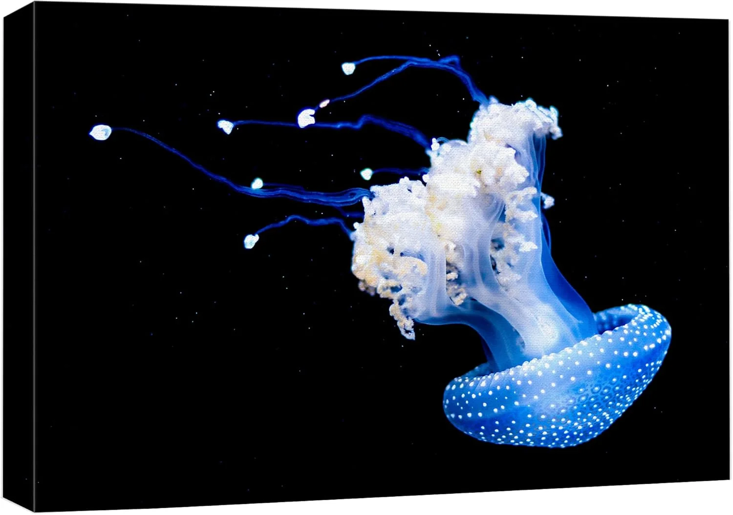 High-Quality wall26 Canvas Print Wall Art Mystic Fantasy Tropical Blue X-Ray Jellyfish Nature Animals Photography ism Rustic Scenic Landscape Wilderness Colorful for Living Room Bedroom Office - 12 x18 Convenient
