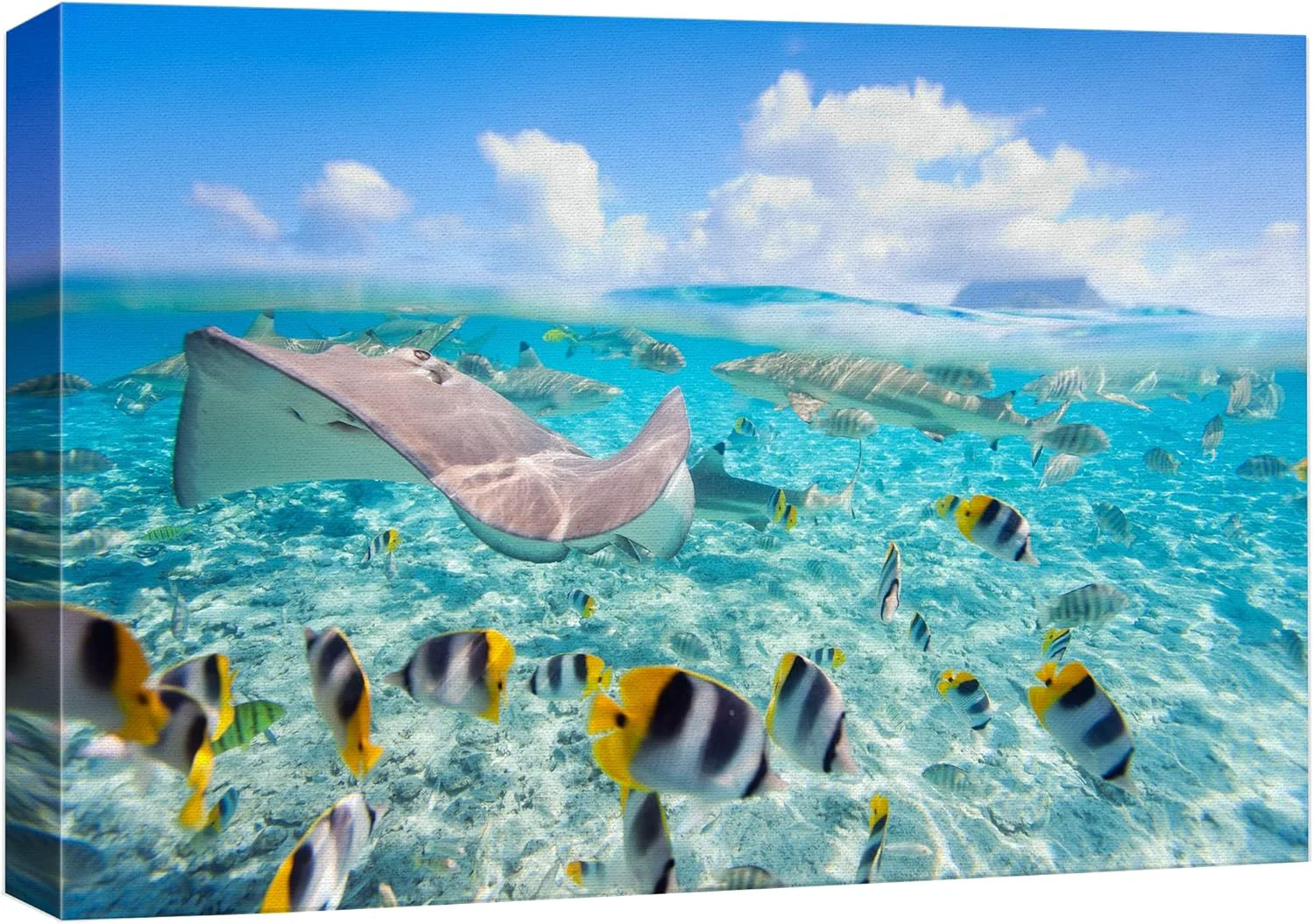 High-End wall26 Canvas Print Wall Art Stingray Striped Fish Under The Sea Nature Ocean Photography ism Nautical Scenic Relax Calm Multicolor Ultra for Living Room Bedroom Office - 12 x18 Stylish