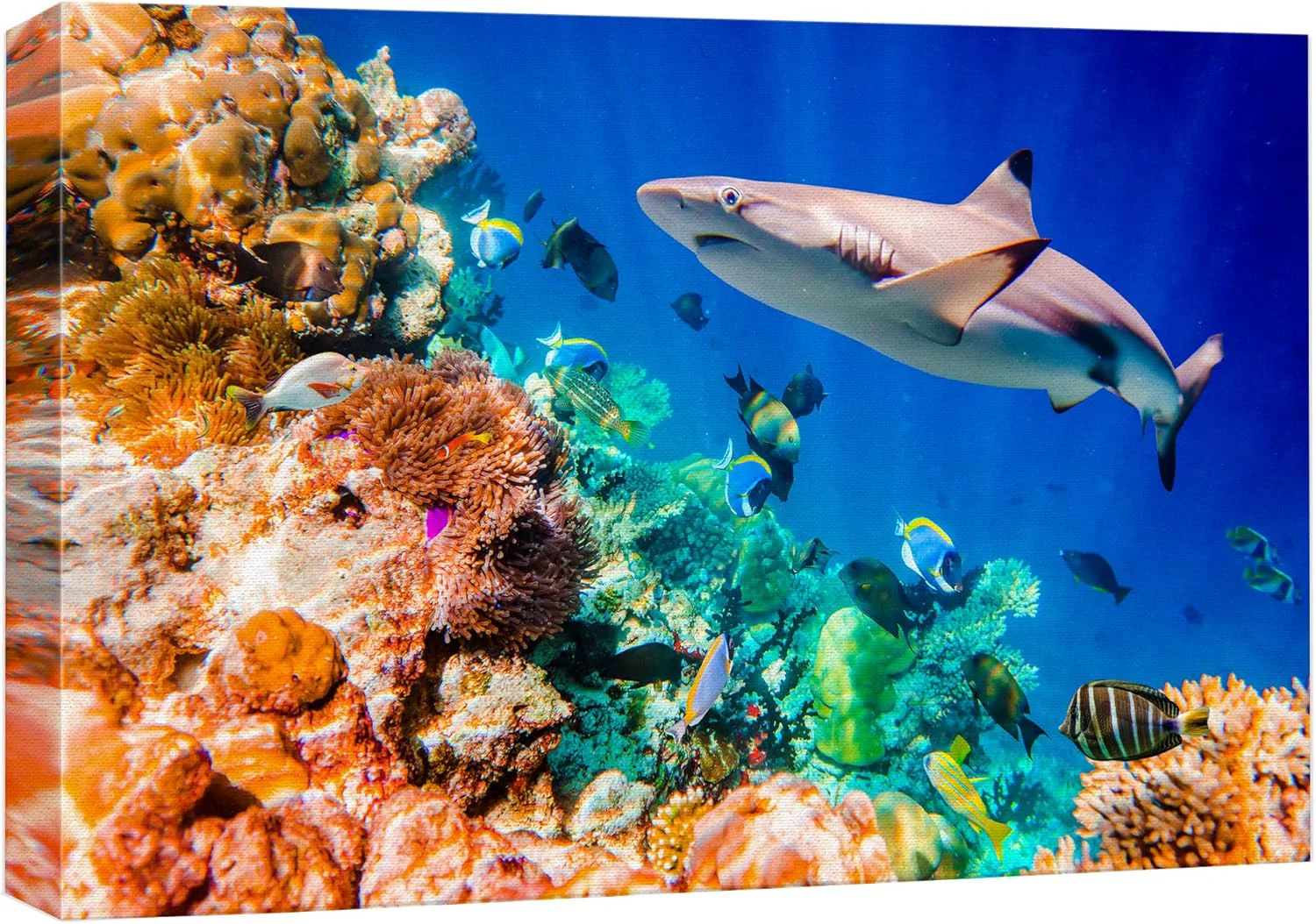 Original wall26 Canvas Print Wall Art Shark Fish Multicolor Coral Reef Ocean Sea Nature Animals Photography ism Rustic Scenic Landscape Wilderness Earth for Living Room Bedroom Office - 16 x24 Genuine