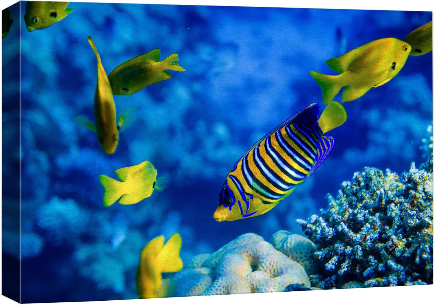 Pure wall26 Canvas Print Wall Art Striped Yellow Tropical Fish Coral Reef Sea Nature Animals Photography ism Rustic Scenic Landscape Wilderness Colorful for Living Room Bedroom Office - 24 x36 Refined