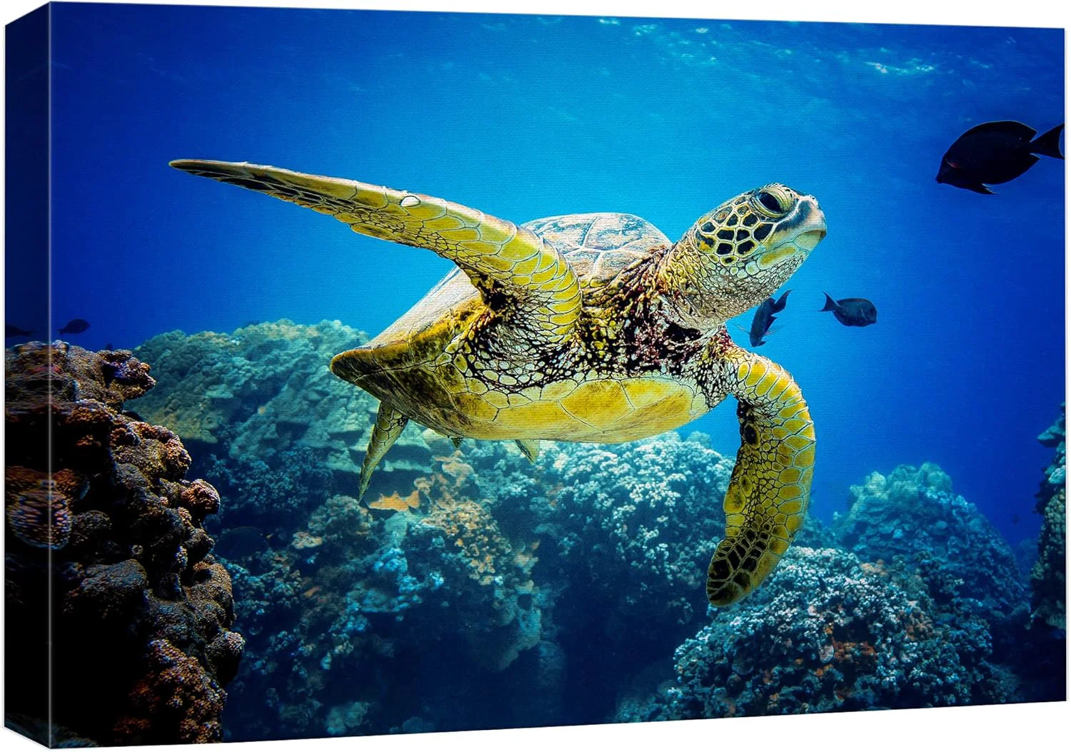 Luxury wall26 Canvas Print Wall Art Vibrant Ocean Underwater Swimming Turtle Nature Animals Photography ism Rustic Scenic Landscape Wilderness Earth Colorful for Living Room Bedroom Office - 32 x48 Versatile