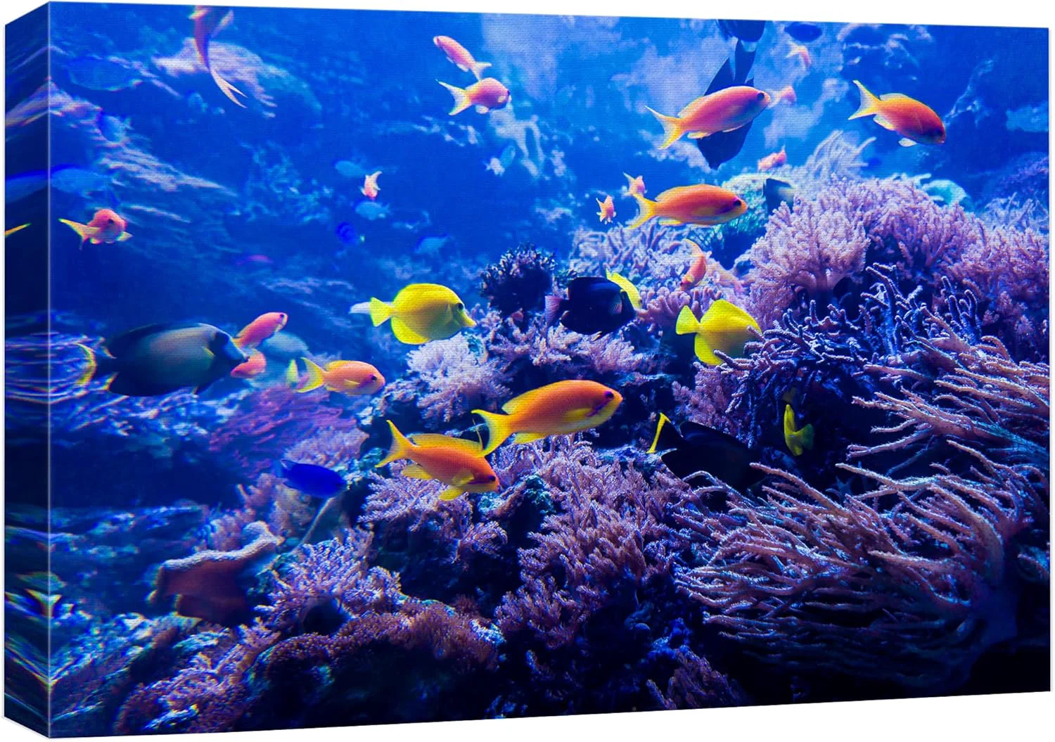 Safe wall26 Canvas Print Wall Art Purple Blue Vibrant Anemone Coral Reef Fish Nature Animals Photography ism Rustic Scenic Landscape Wilderness Colorful for Living Room Bedroom Office - 16 x24 Artisan