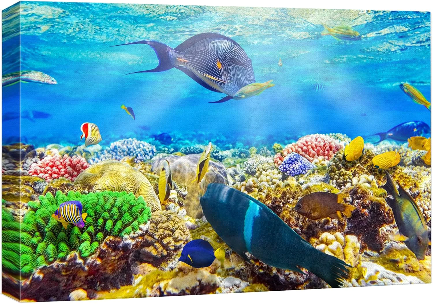 Modern wall26 Canvas Print Wall Art Sunlight Ocean Sea Coral Reef Anemone Fish Nature Animals Photography ism Rustic Scenic Landscape Wilderness Earth for Living Room Bedroom Office - 32 x48 Pure