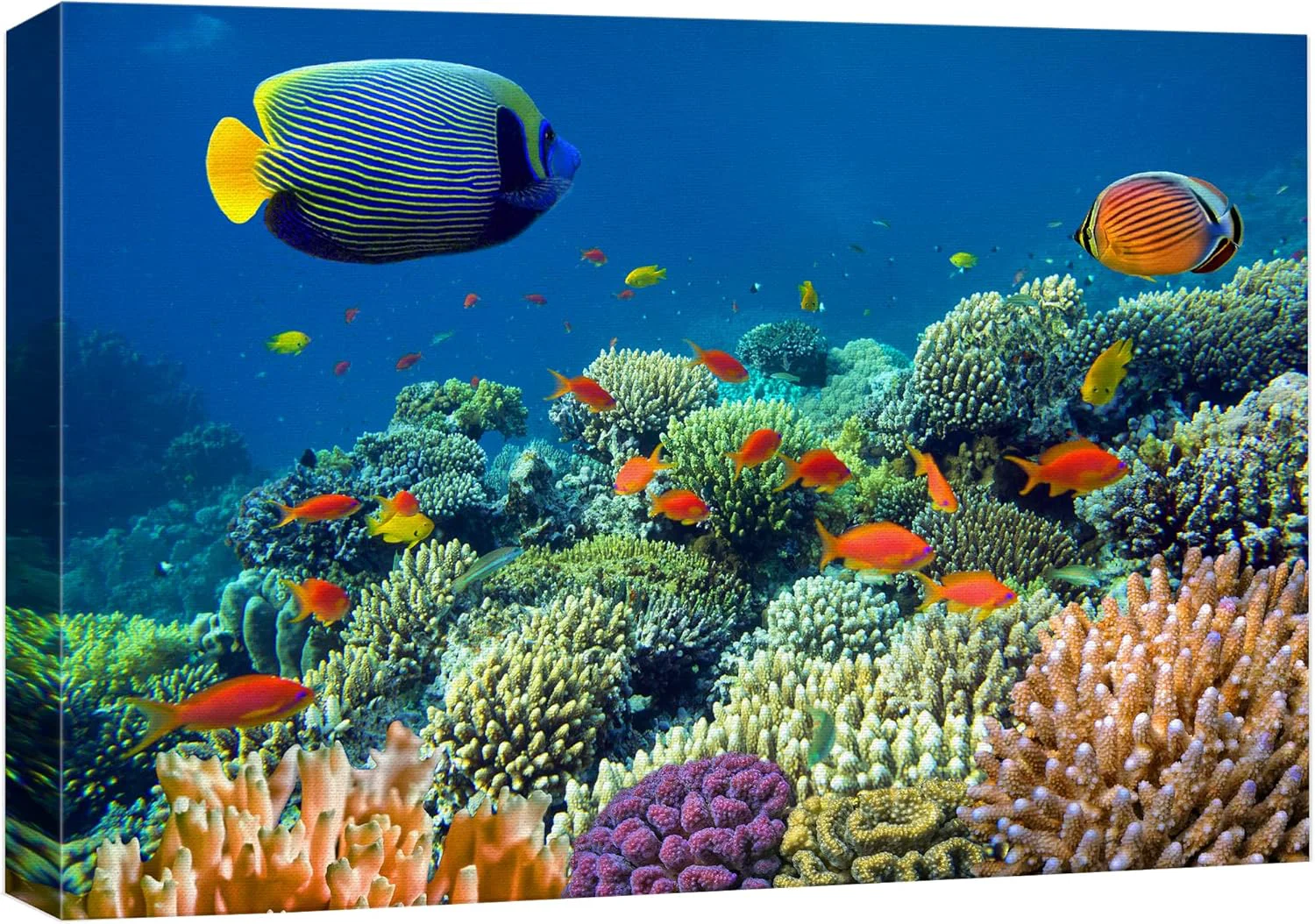 Exceptional wall26 Canvas Print Wall Art Tropical Underwater Sea Coral Reef Fish Nature Animals Photography ism Rustic Scenic Landscape Wilderness Earth Colorful for Living Room Bedroom Office - 32 x48 Fast
