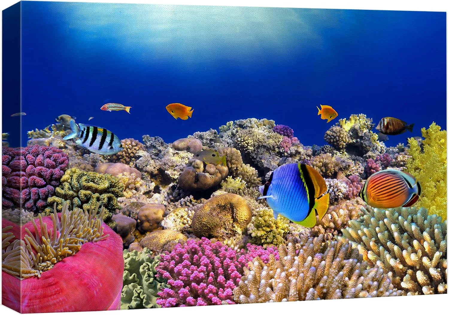 Reliable wall26 Canvas Print Wall Art Vibrant Coral Reef Anemone Fish Ecosystem Nature Animals Photography ism Rustic Scenic Landscape Wilderness Earth Colorful for Living Room Bedroom Office - 24 x36 Elite