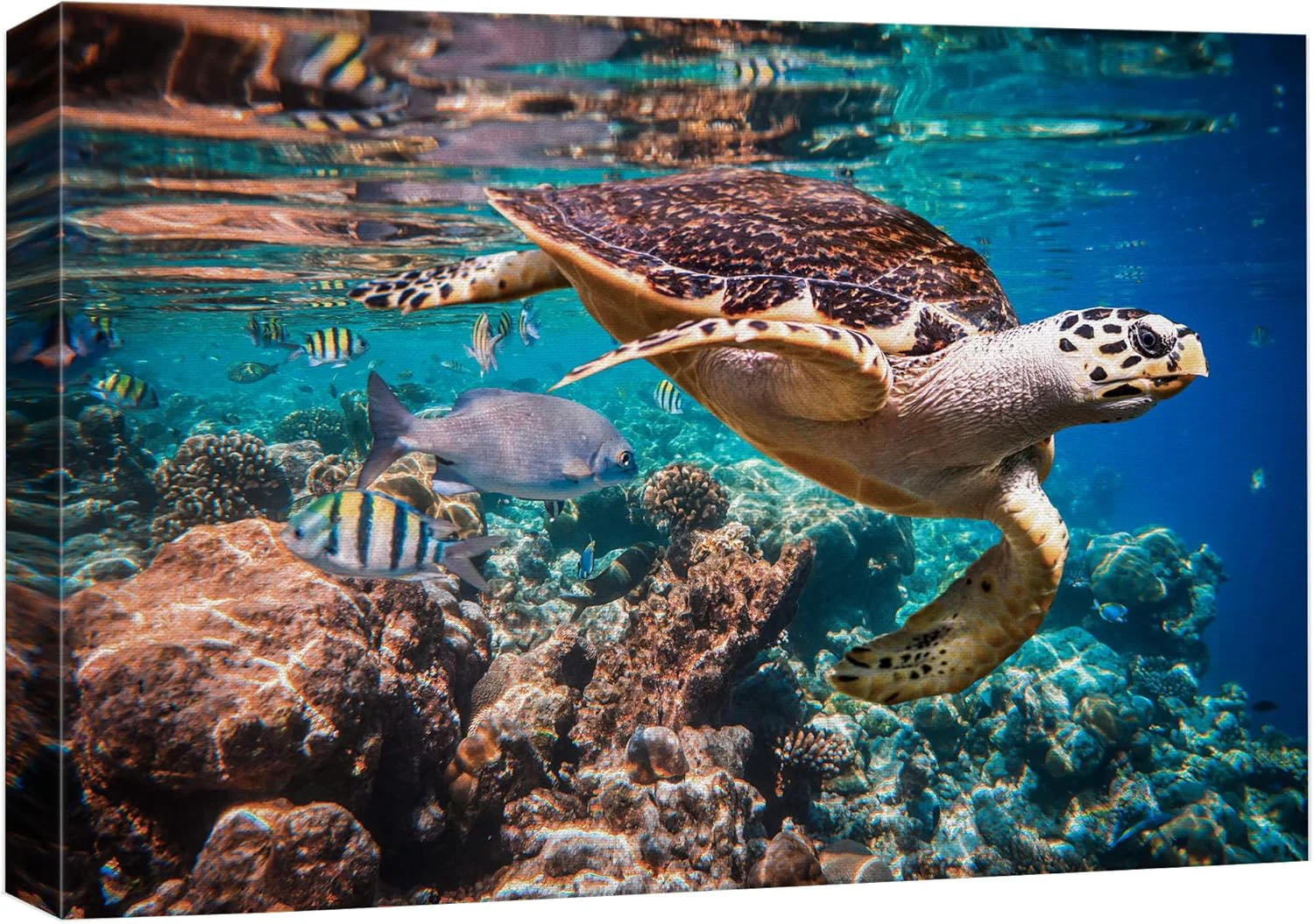 Professional wall26 Canvas Print Wall Art Tropical Turtle Coral Reef Deep Sea Dive Nature Animals Photography ism Rustic Scenic Landscape Wilderness Earth Colorful for Living Room Bedroom Office - 24 x36 Relaxed