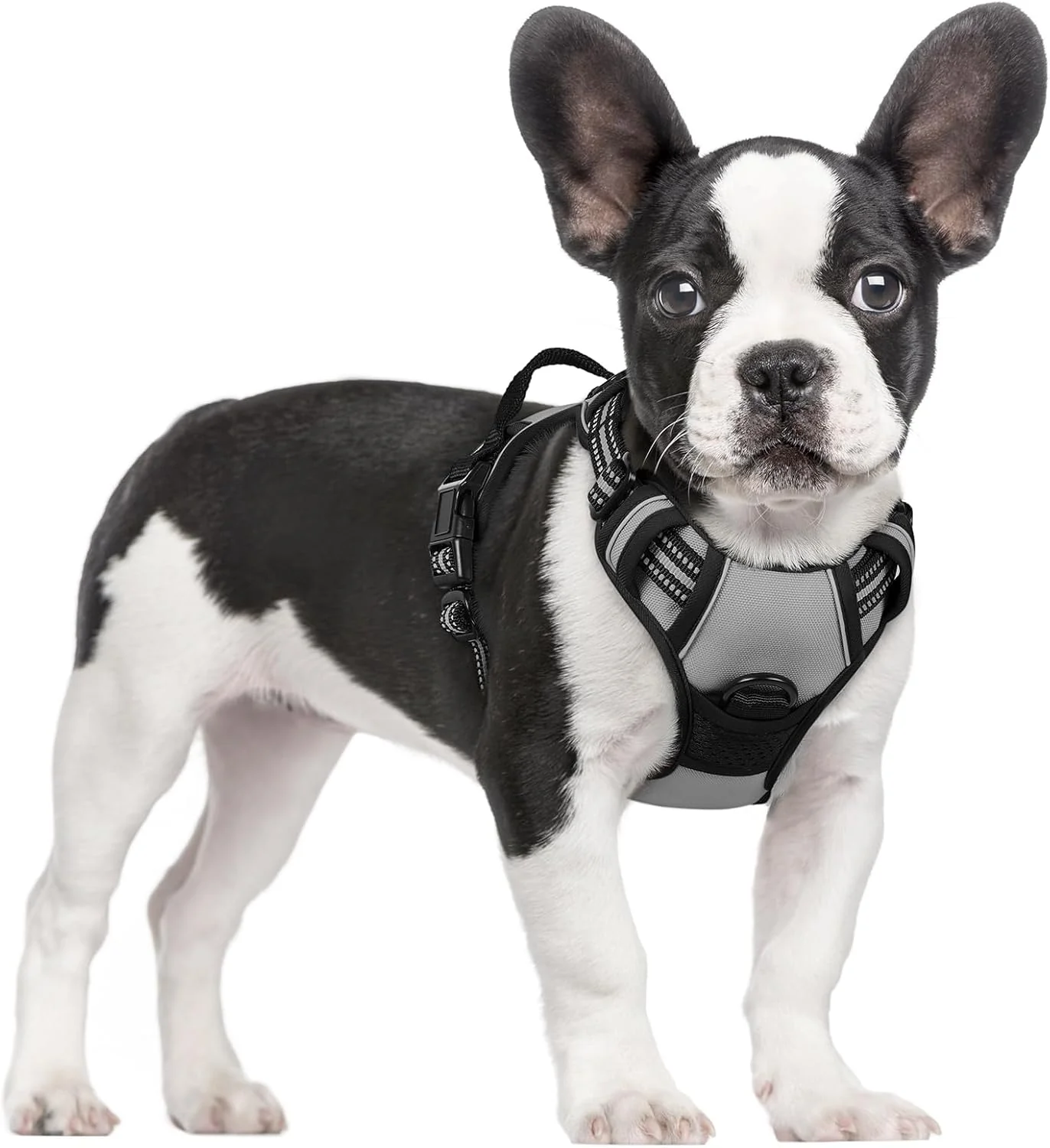 Dependable rabbitgoo Dog Harness No Pull with 2 Leash Clips Adjustable Soft Padded Reflective Oxford No Choke Pet Vest with Easy Control Handle for Small Dogs Grey S Expertly Made