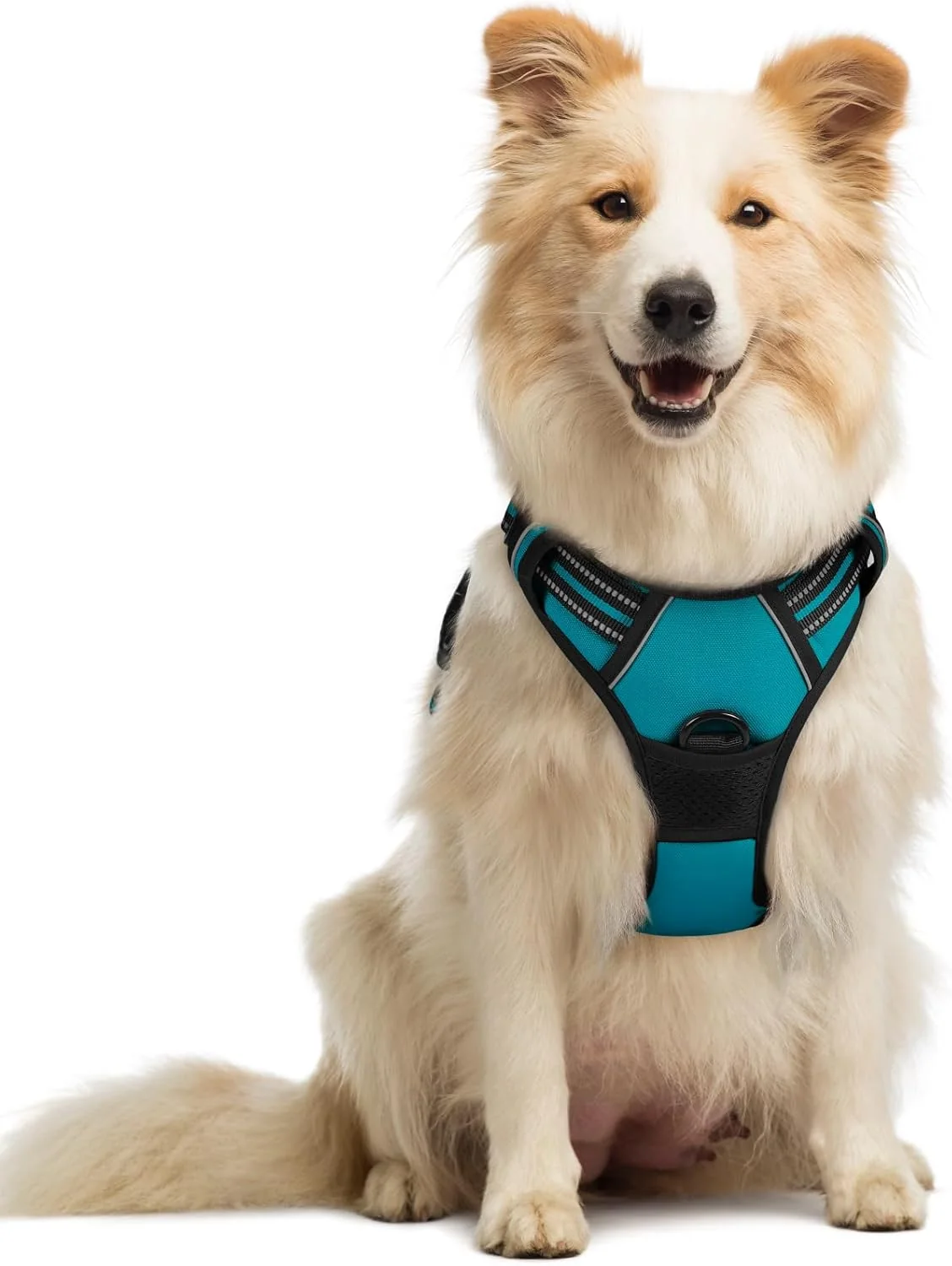 Traditional rabbitgoo Dog Harness No Pull with 2 Leash Clips Adjustable Soft Padded Reflective Oxford No Choke Pet Vest with Easy Control Handle for Medium Sized Dogs Teal M Professional