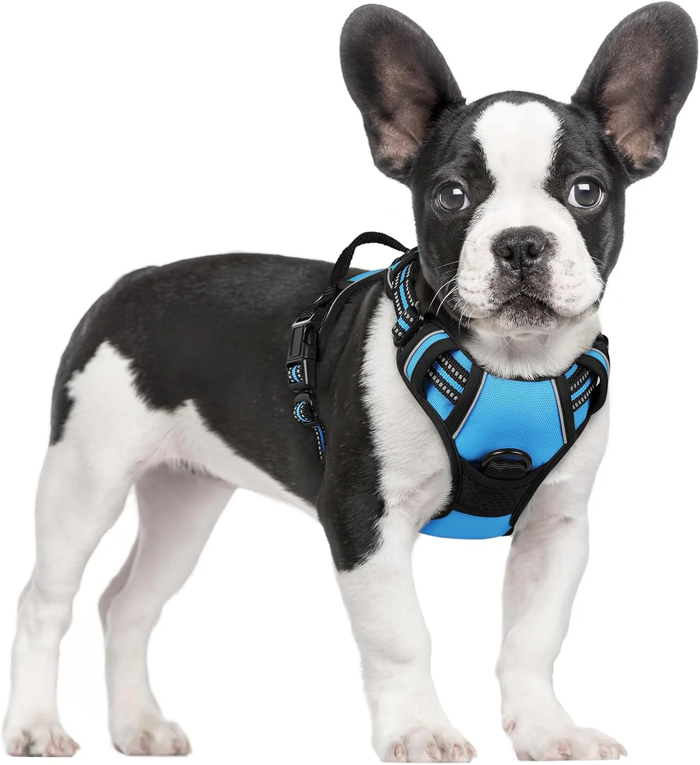 Original rabbitgoo Dog Harness No Pull with 2 Leash Clips Adjustable Soft Padded Reflective Oxford No Choke Pet Vest with Easy Control Handle for Small Dogs Blue S Authentic