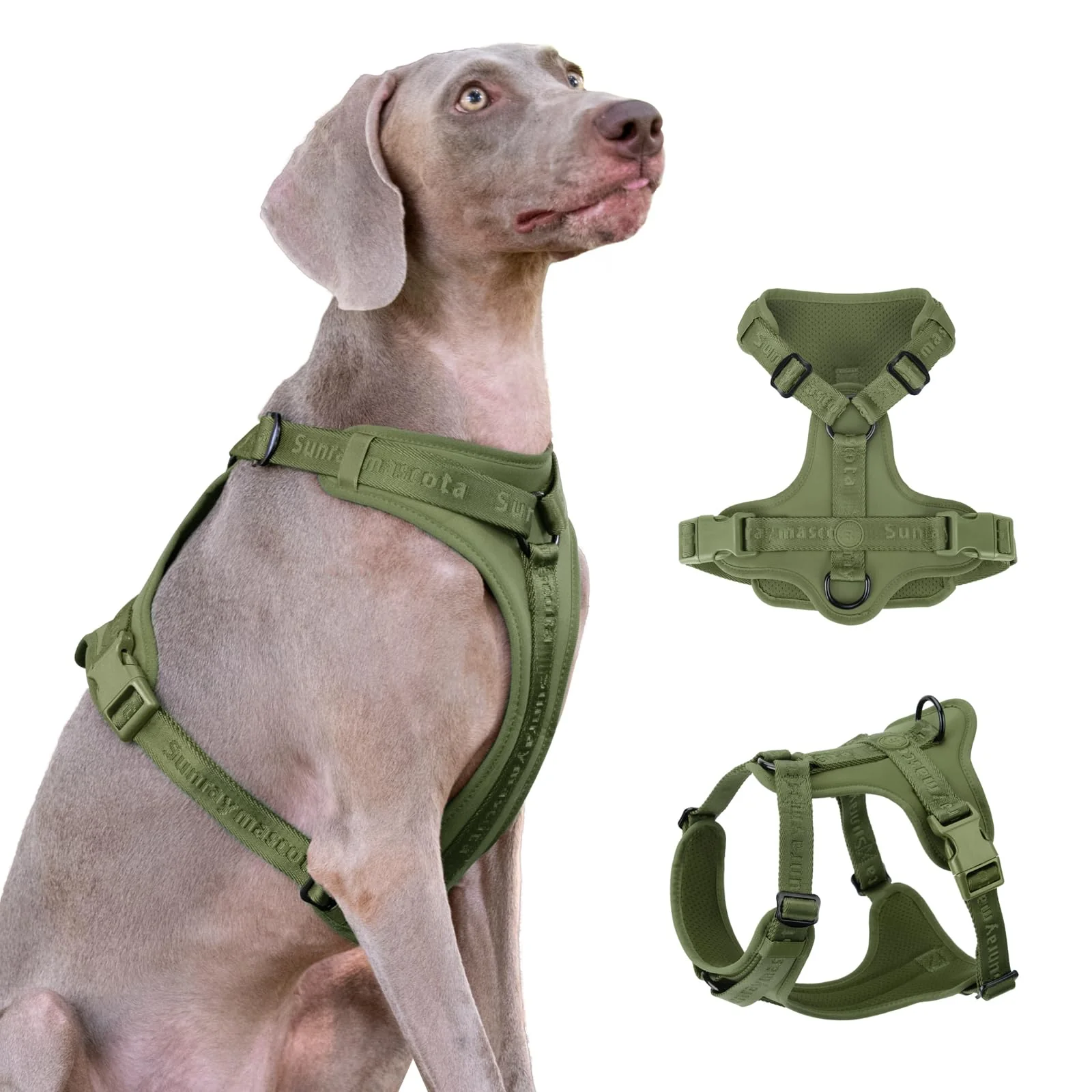 Safe Sunraymascota No Pull Dog Harness with Lycra 3D Padding Three-Point Force Dispersion – Misty Green M Luxury
