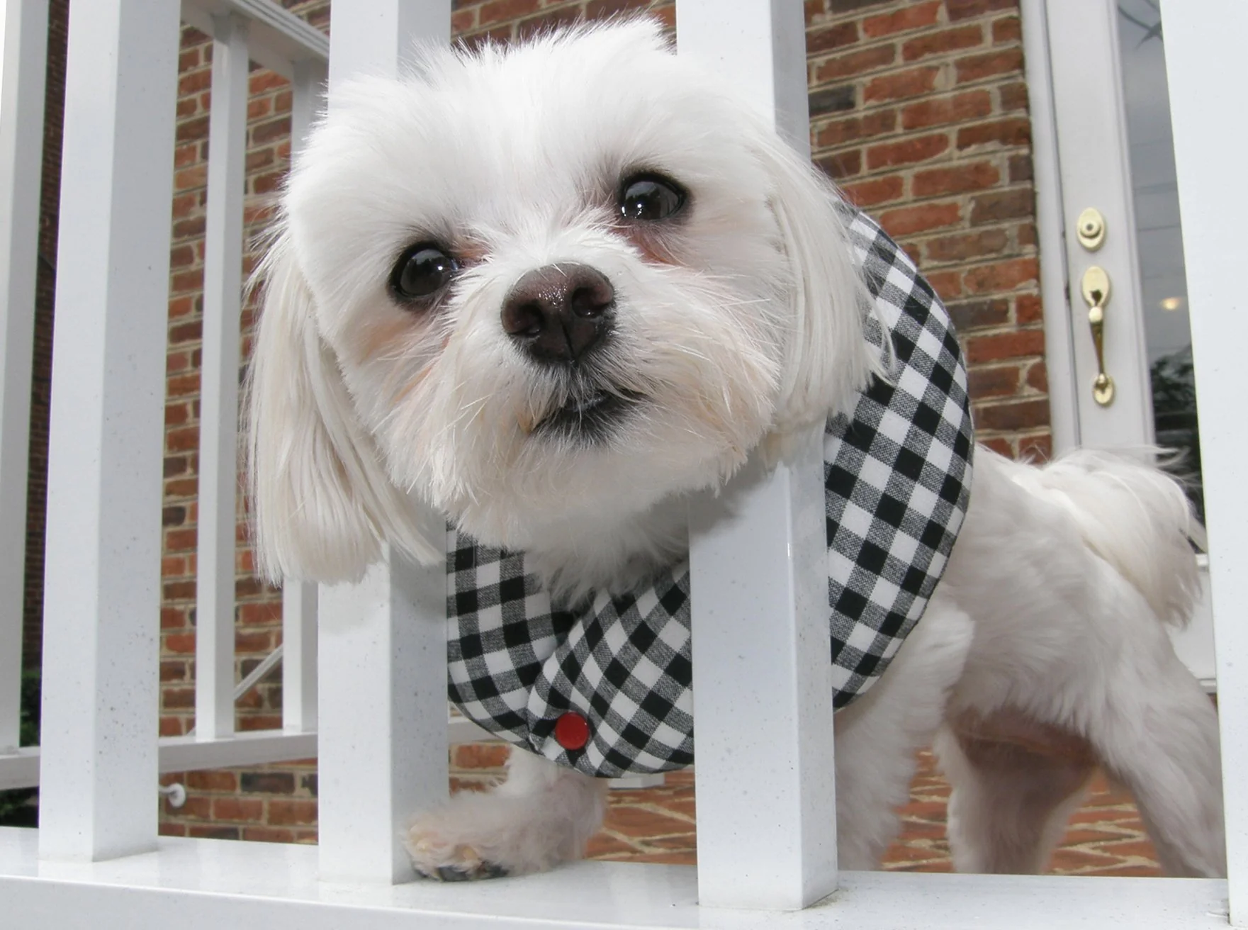 Puppy Bumpers Black White Check – Up to 10-in Fence Safety Collar Made in USA Contemporary