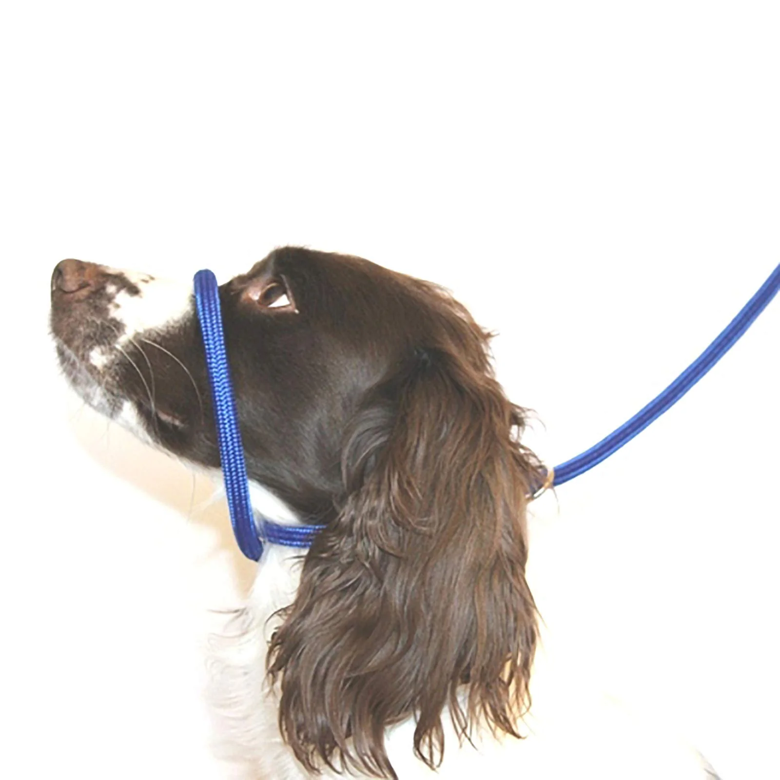 Premium Dog Field Figure of 8 Leash - Blue No-Pull Halter Lead 6.6 ft Optimized