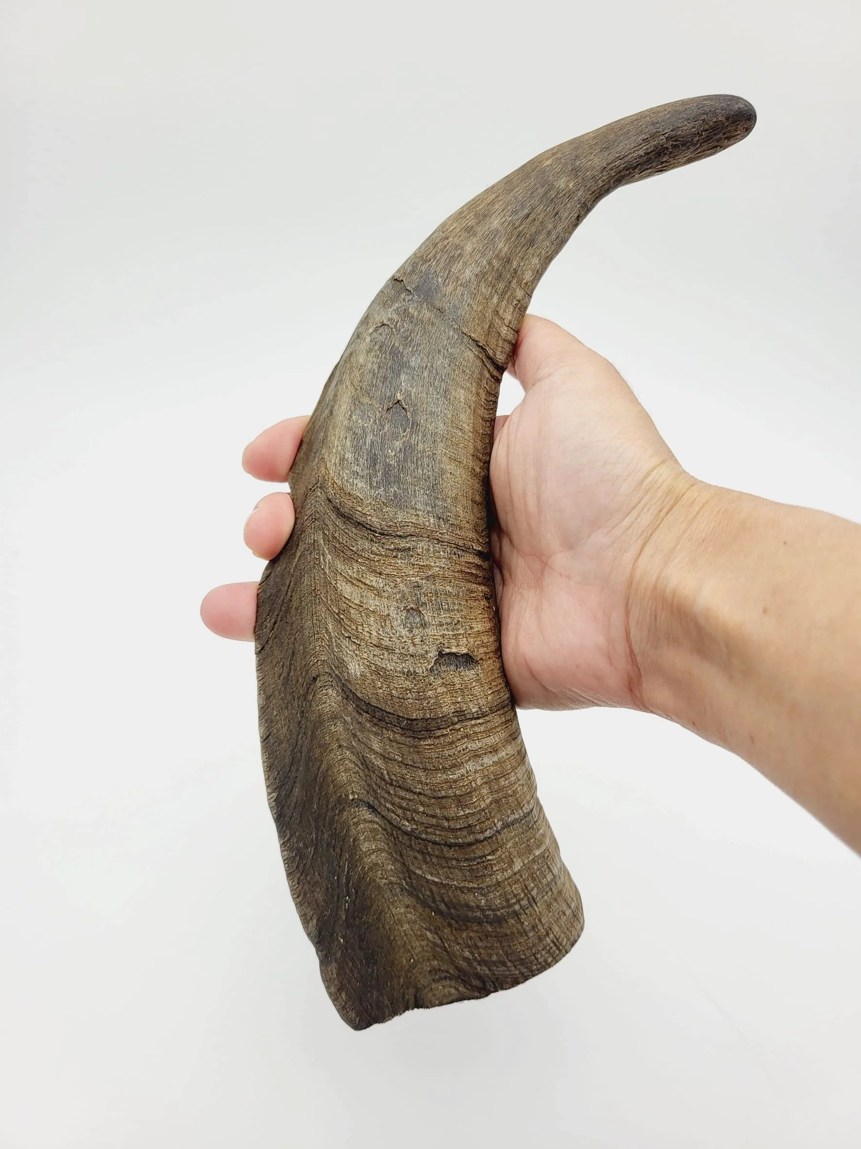 Functional Herders Choice Chews Dried Goat Horns Large Dog Chew Durable Dental-Friendly Stimulating Genuine