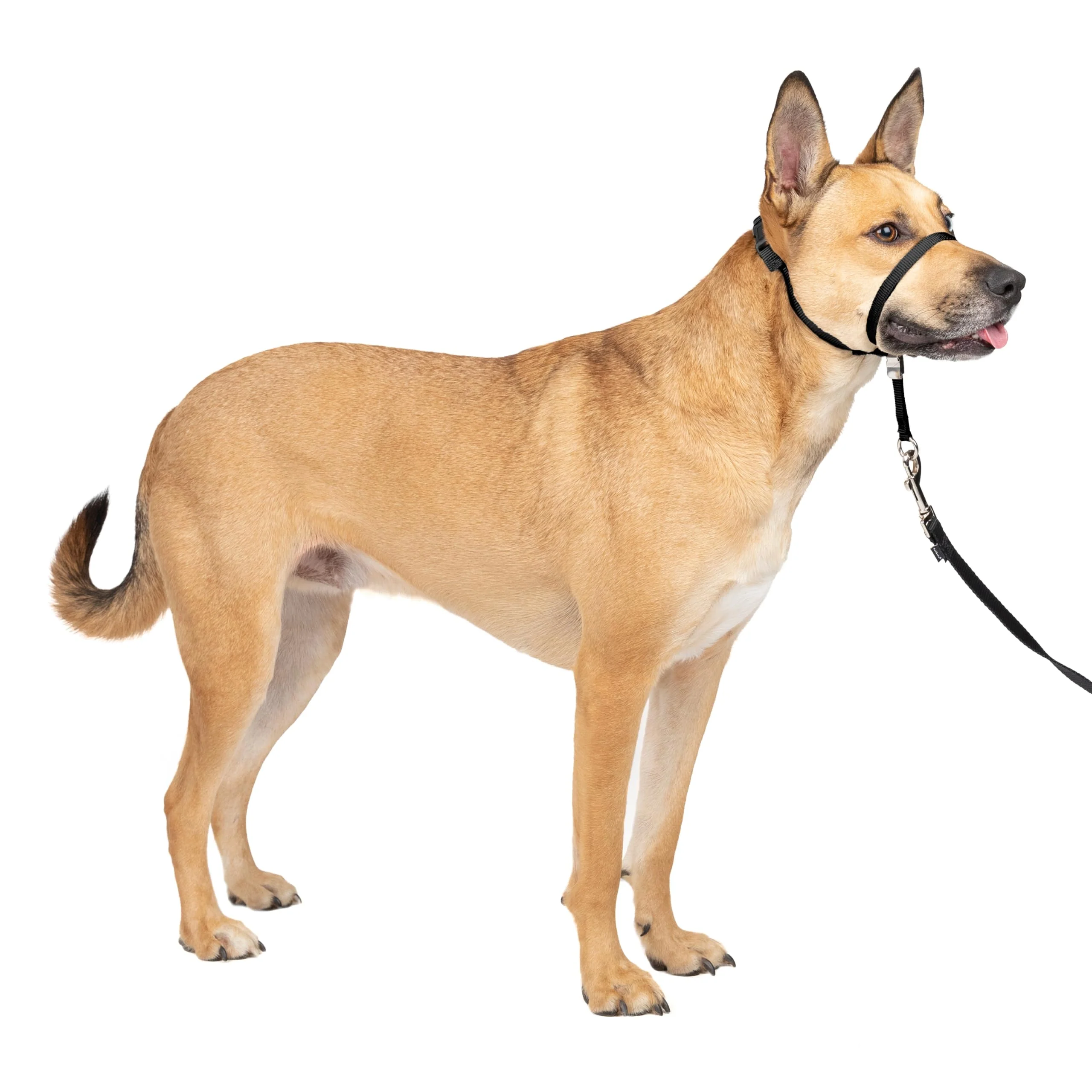 High-Performance PetSafe Gentle Leader Headcollar - No-Pull Dog Collar Medium Black Genuine