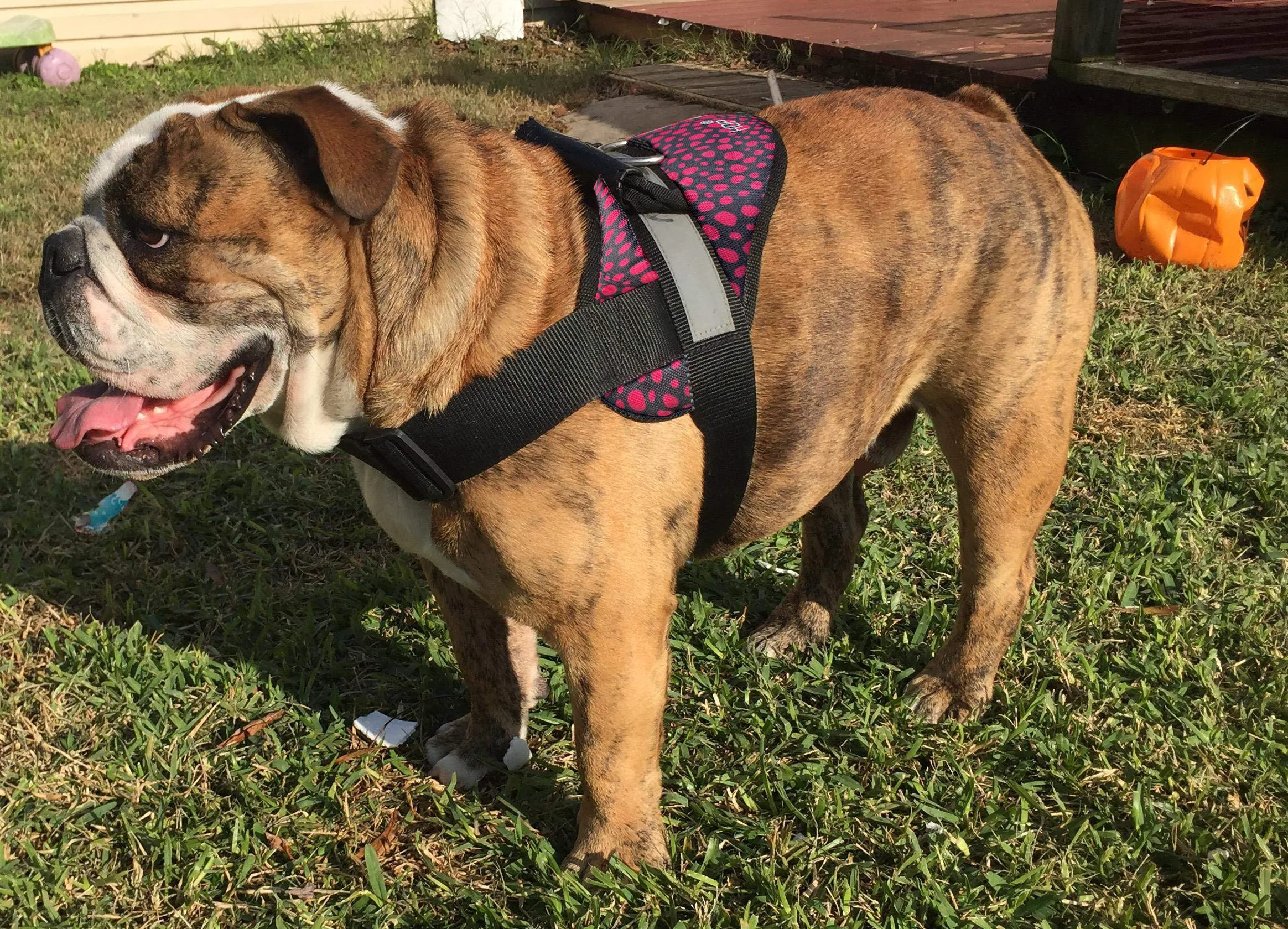 Green HDP Big Dog Soft No Pull Harness - Large Dotty Pink No-Choke Comfort High-Performance